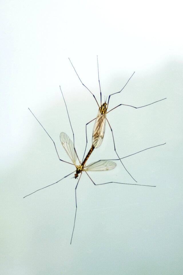 Love nature reproduction