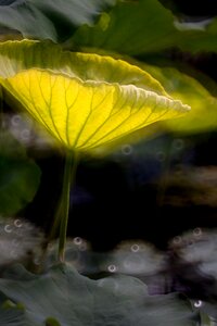 Lotus leaf pond photo