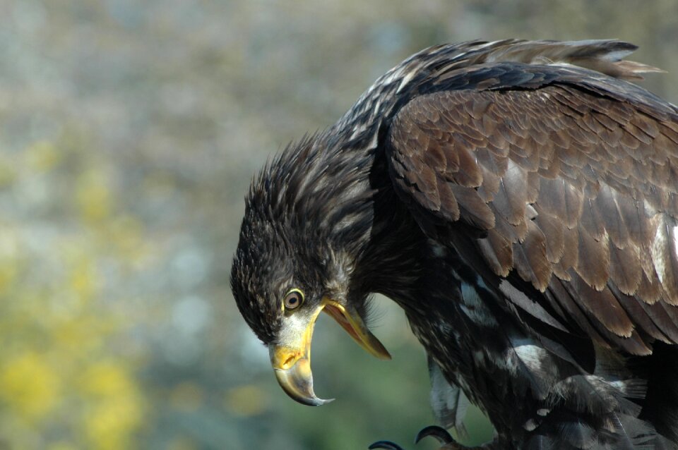 Eagle 10 raptor sitting