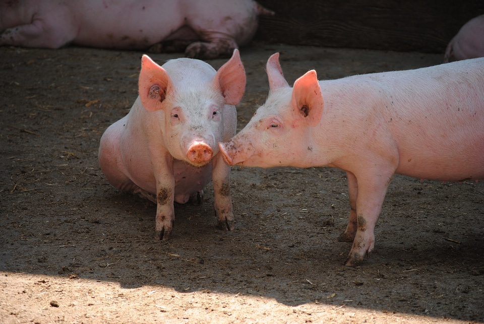 Livestock pig breeding animal portrait