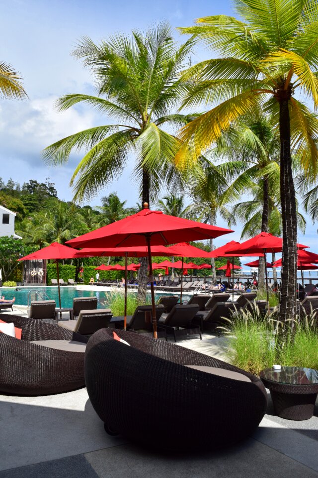 Palm trees sea pool