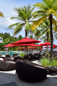 Palm trees sea pool