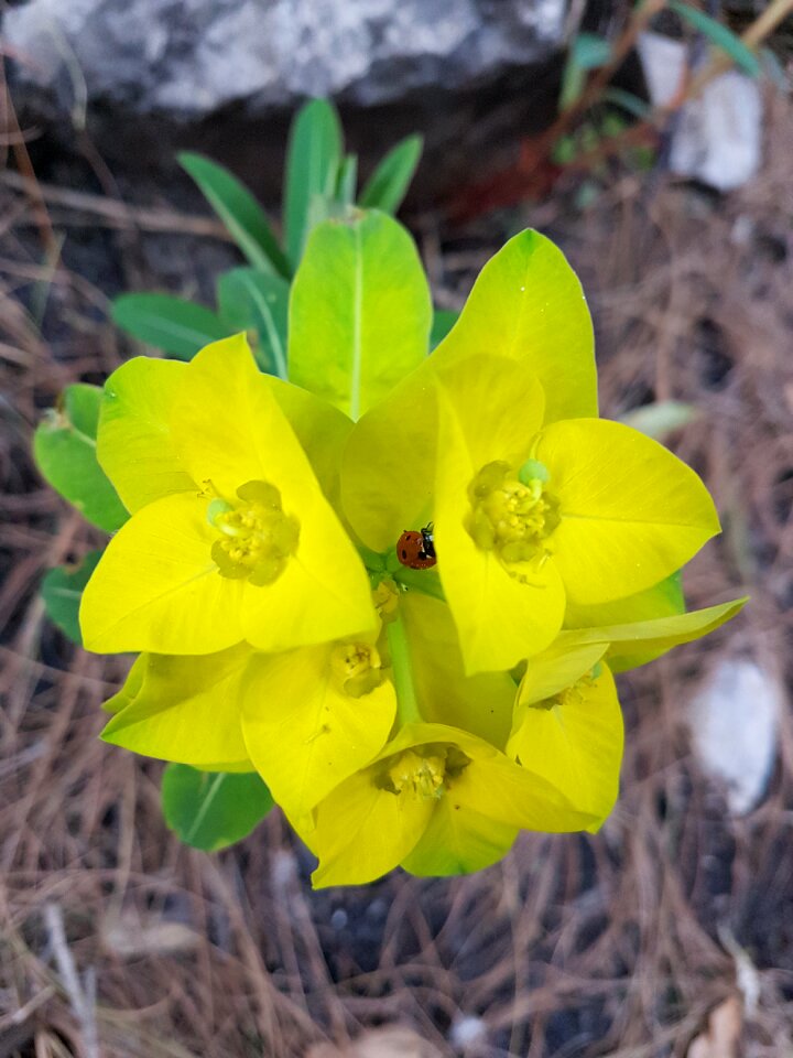 Spring floral green