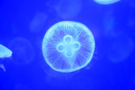 Jellyfish small animals marine photo