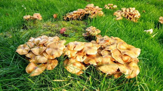 Mushrooms garden