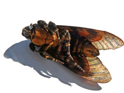 Acherontia atropos sphinx of the skull sphinx of the death
