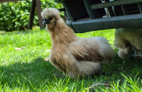 Hairy silka crane