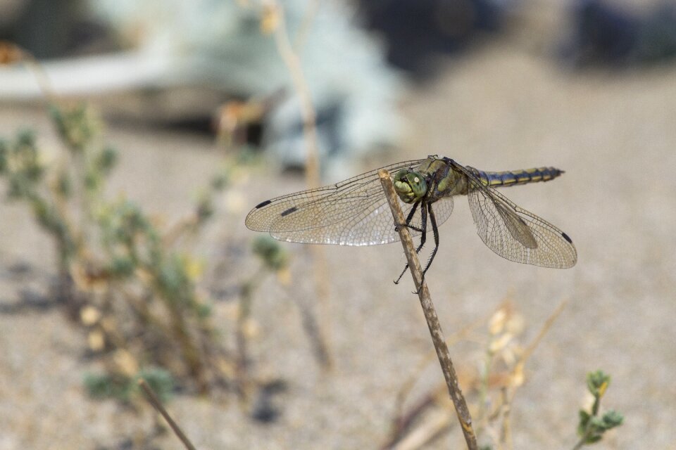 Insect wing flight insect