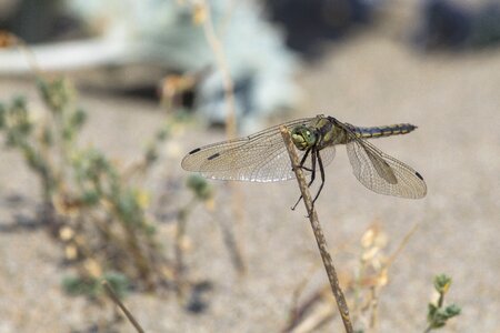 Insect wing flight insect