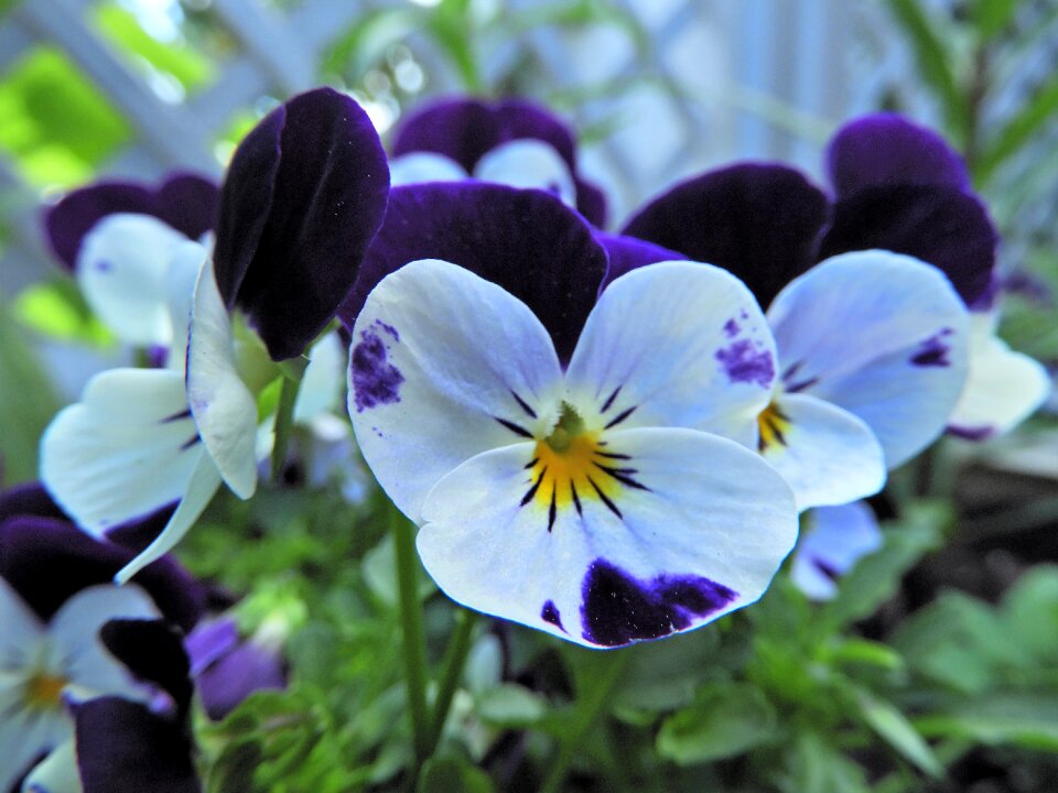 Plant close up pansy