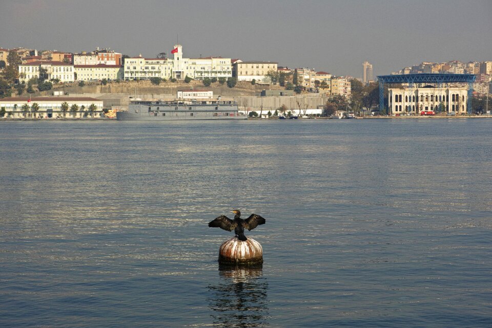 Cormorant city estuary