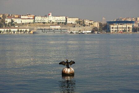 Cormorant city estuary