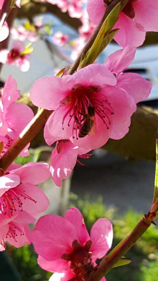 Pollen pink colorful flower