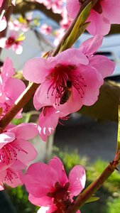 Pollen pink colorful flower photo