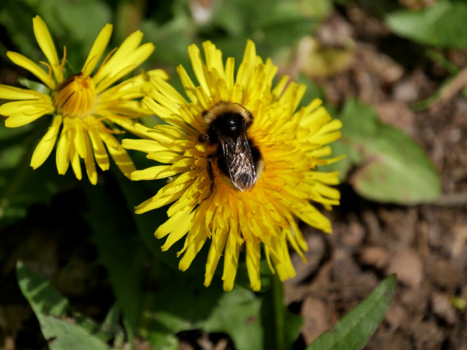 Pollen honey bee flower photo