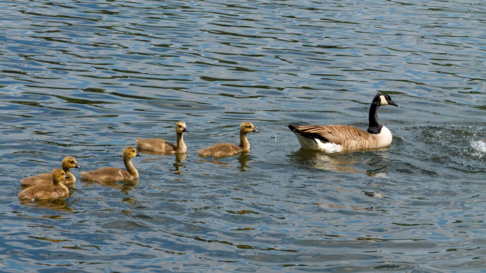 Animals birds goose with chicks photo