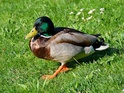 Platyrhynchos bird birds photo