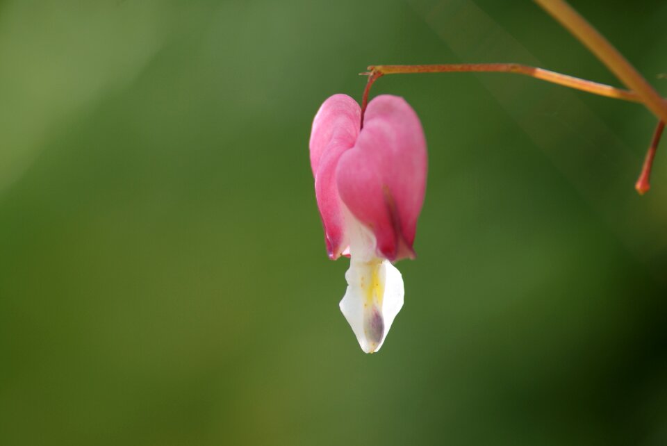 The heart of husband flower printemp