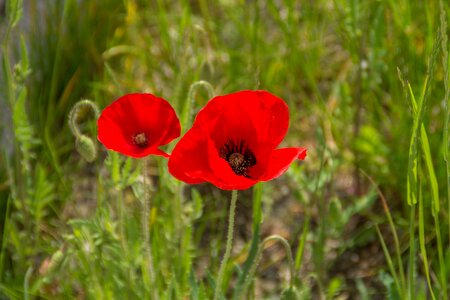 Flora flowers of the field red poppy photo