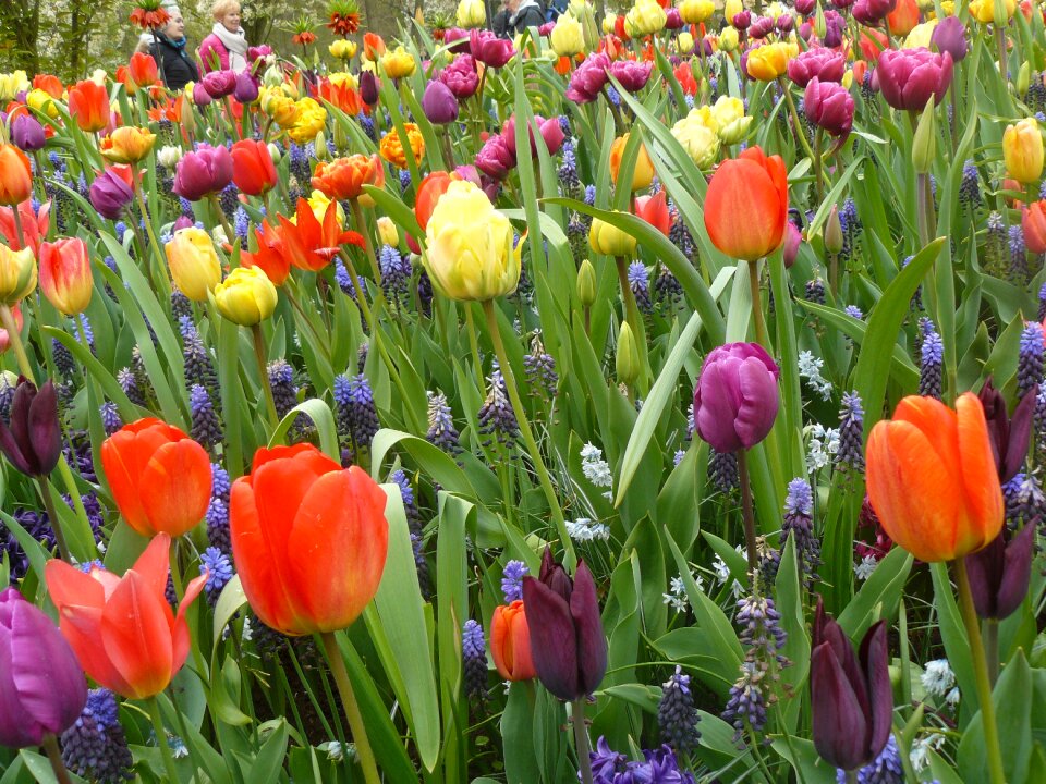 Tulip fields keukenhof tulips
