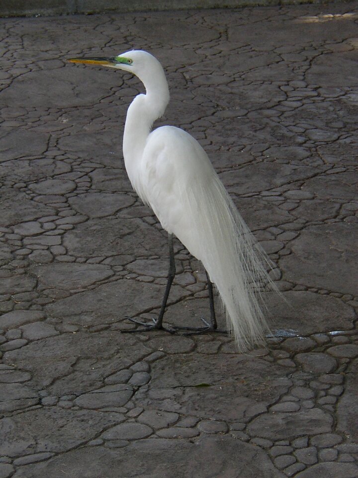 Wild feather graceful