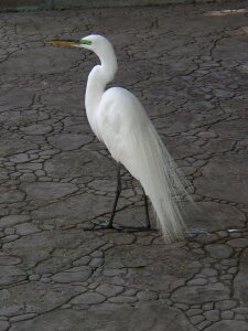 Wild feather graceful
