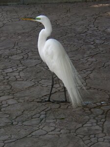 Wild feather graceful photo