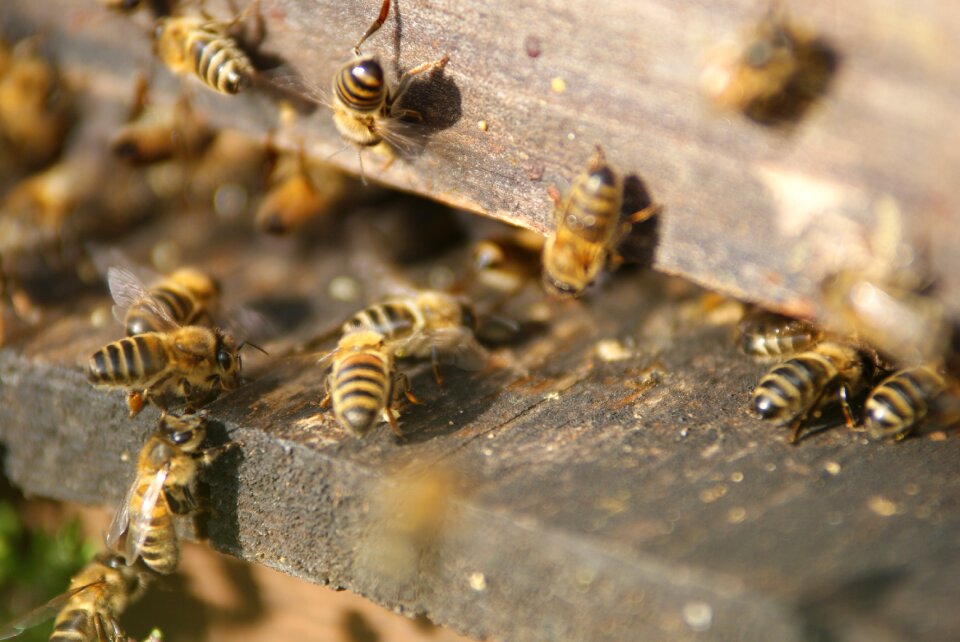 Hive bees beekeeper
