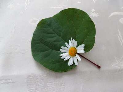 Nature white flower composition