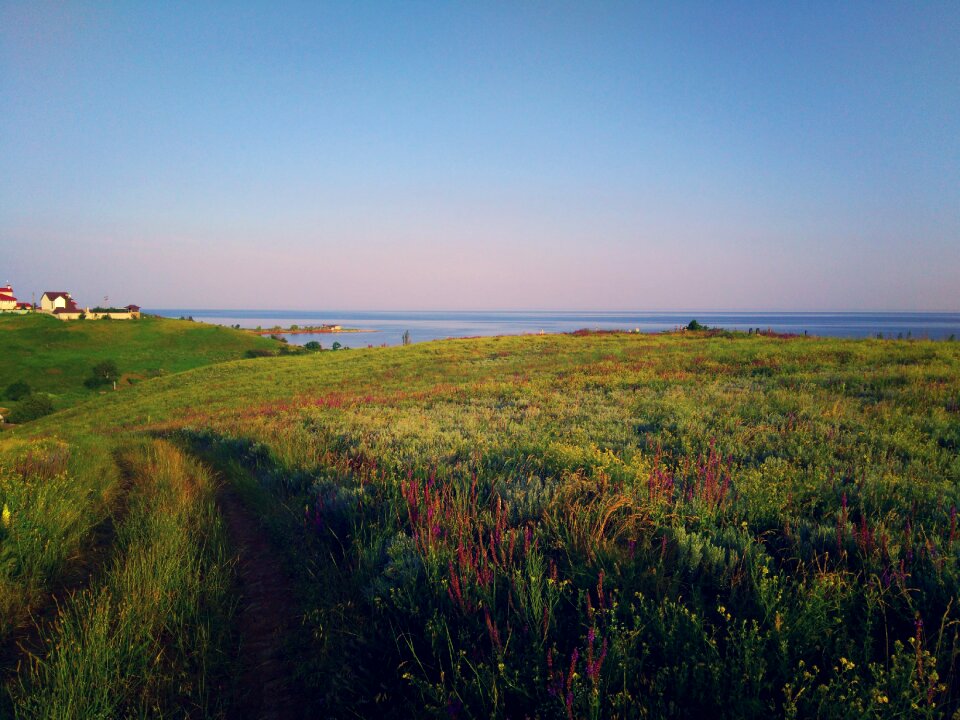 Sea grass sunset