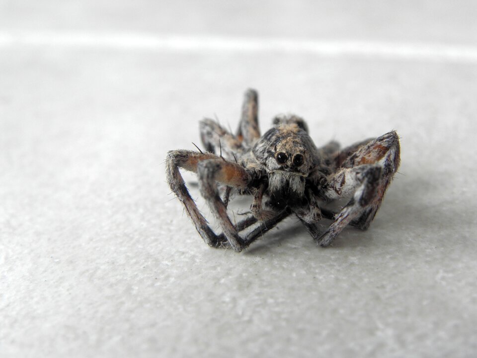 Spider reptiles