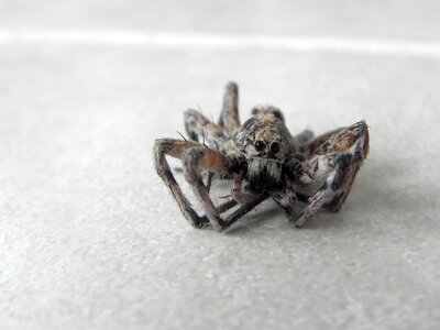 Spider reptiles