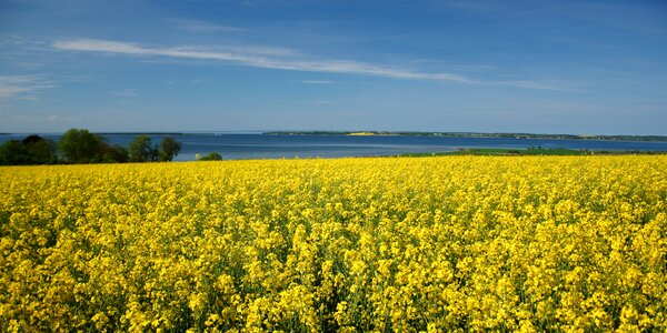 Denmark oilseed rape view