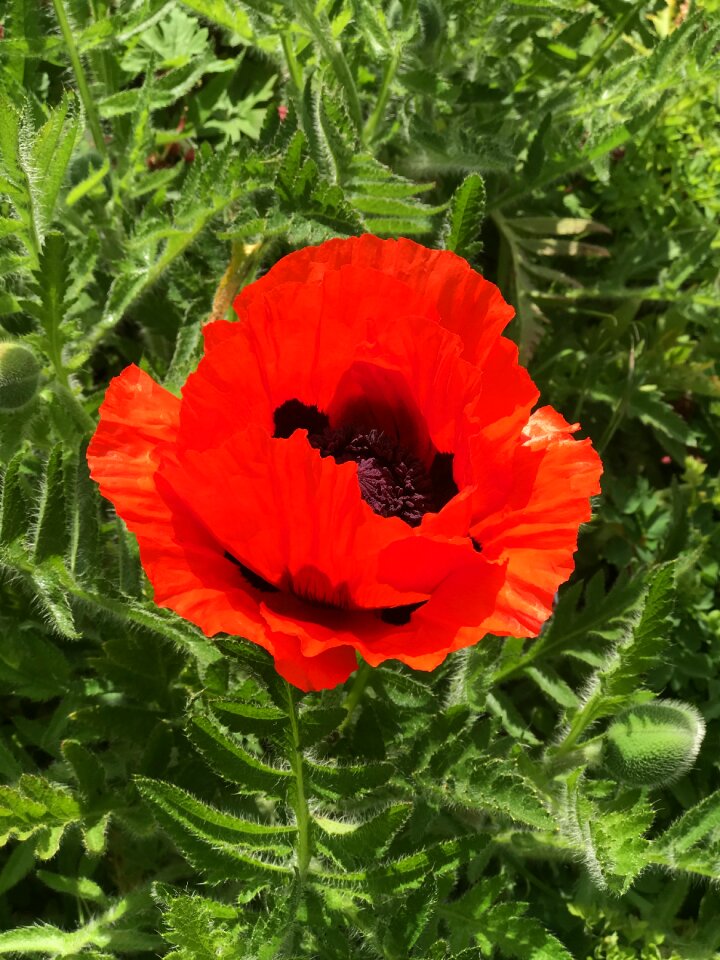 Spring summer plant
