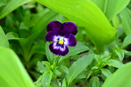 Flower anythiny eyes flowers