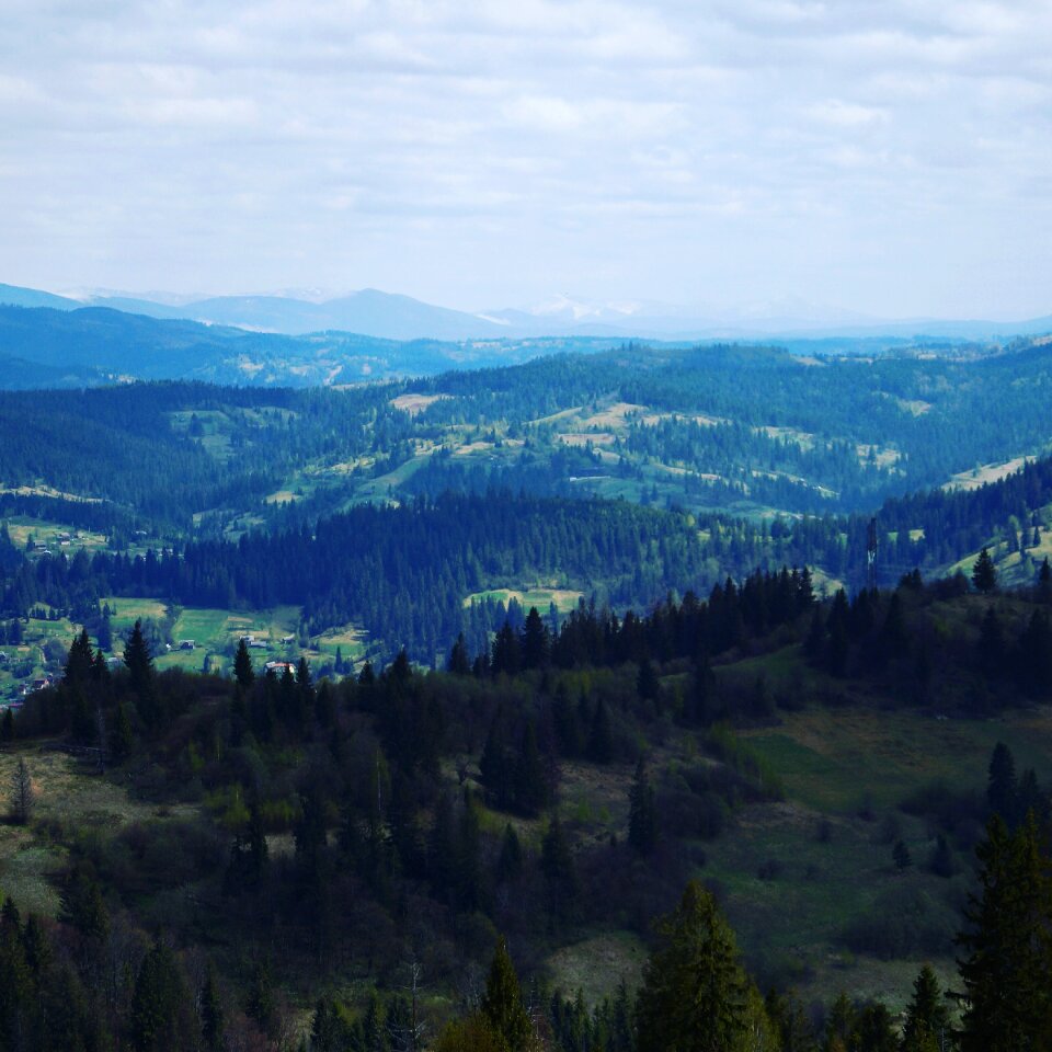 The carpathians mountains forest