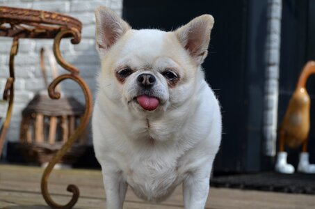 Dog small pet