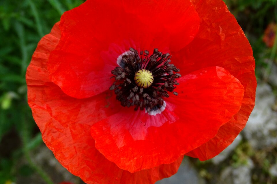 Blossom bloom red