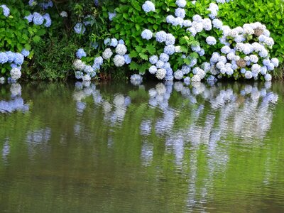 Blue garden landscape