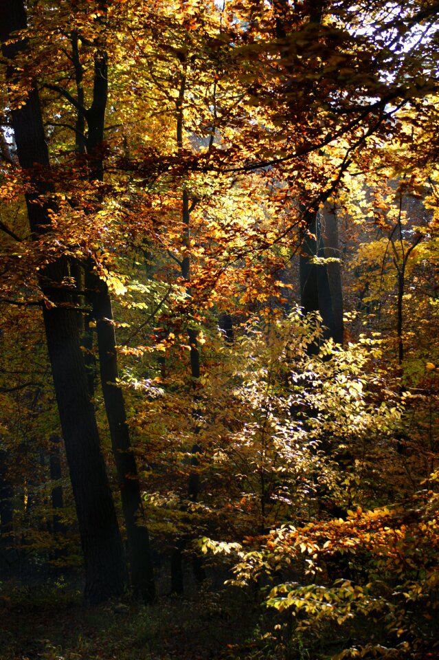 Away nature leaves