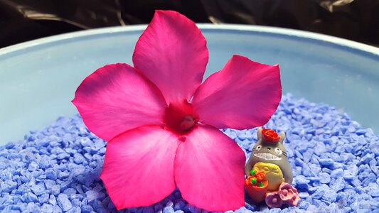 Doll flowers nature