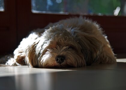 Havanese bored photo