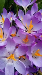 Crocus spring flowers