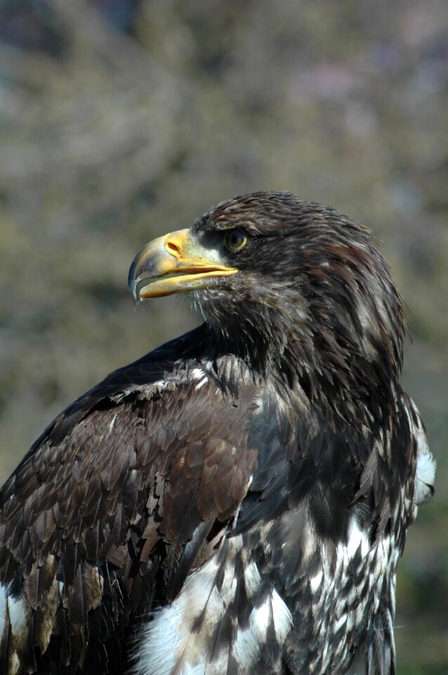 Eagle 6 raptor sitting