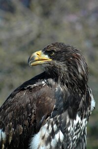Eagle 6 raptor sitting