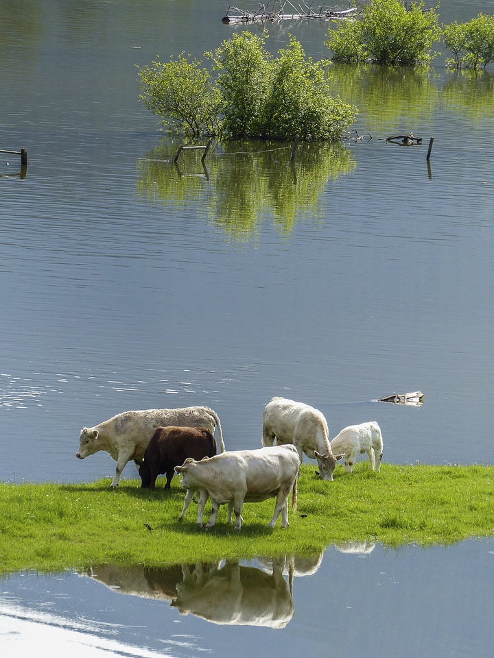 Mammals large nature