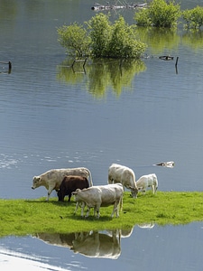 Mammals large nature