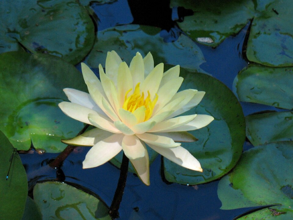 Floral blooming floating