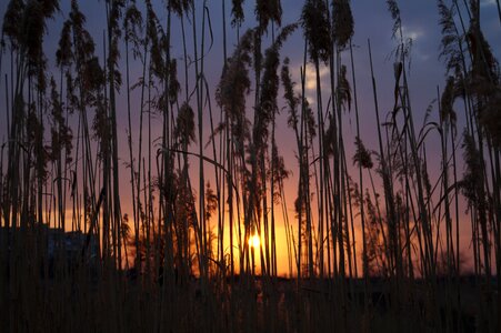 Reed sun spring