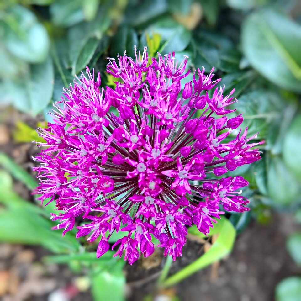 Bloom ornamental plant leek greenhouse